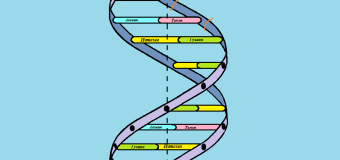 ДНК (Дезоксирибонуклеиновая кислота)