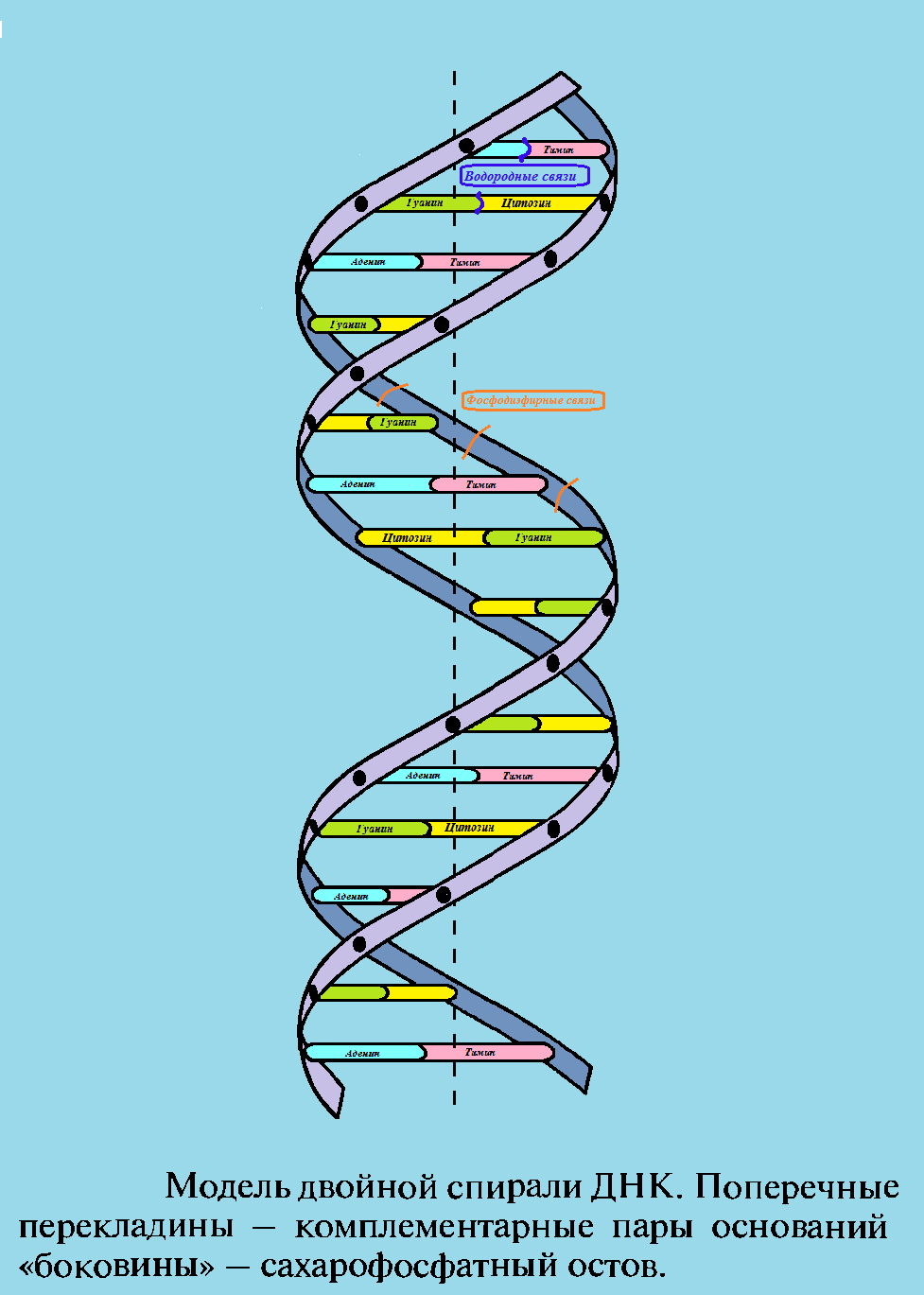 ДНК модель Уотсона-Крика