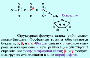 Дезоксирибонуклеозидтрифосфат структурная формула