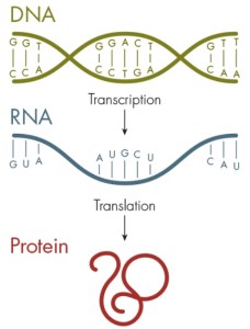 Расширенный генетический алфавит транскрипция и трансляция