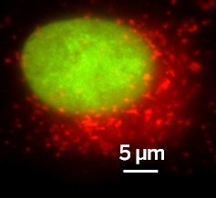 Новый флуоресцентный белок поможет в изучении живых организмов
