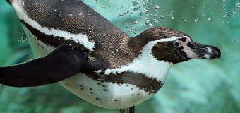 Почему пингвины не покрываются льдом? Найдено научное объяснение!