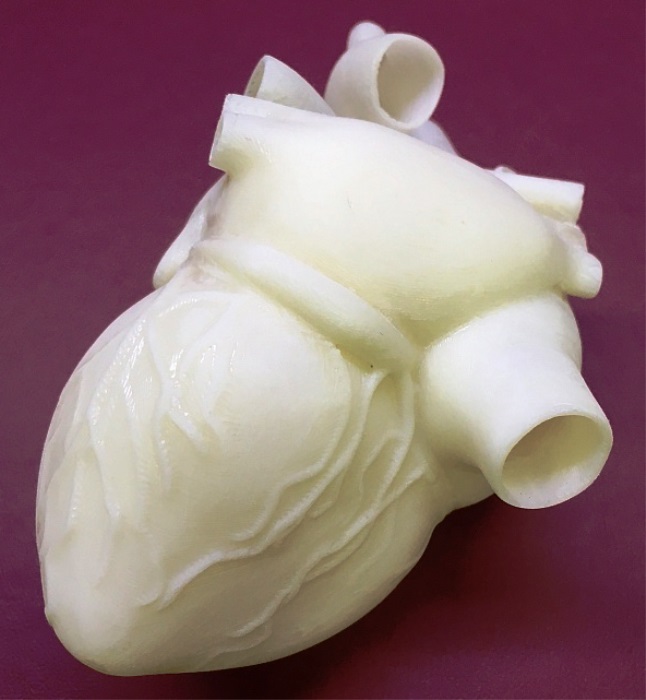 Анатомическая модель сердца человека на страницах авторитетного тематического издания