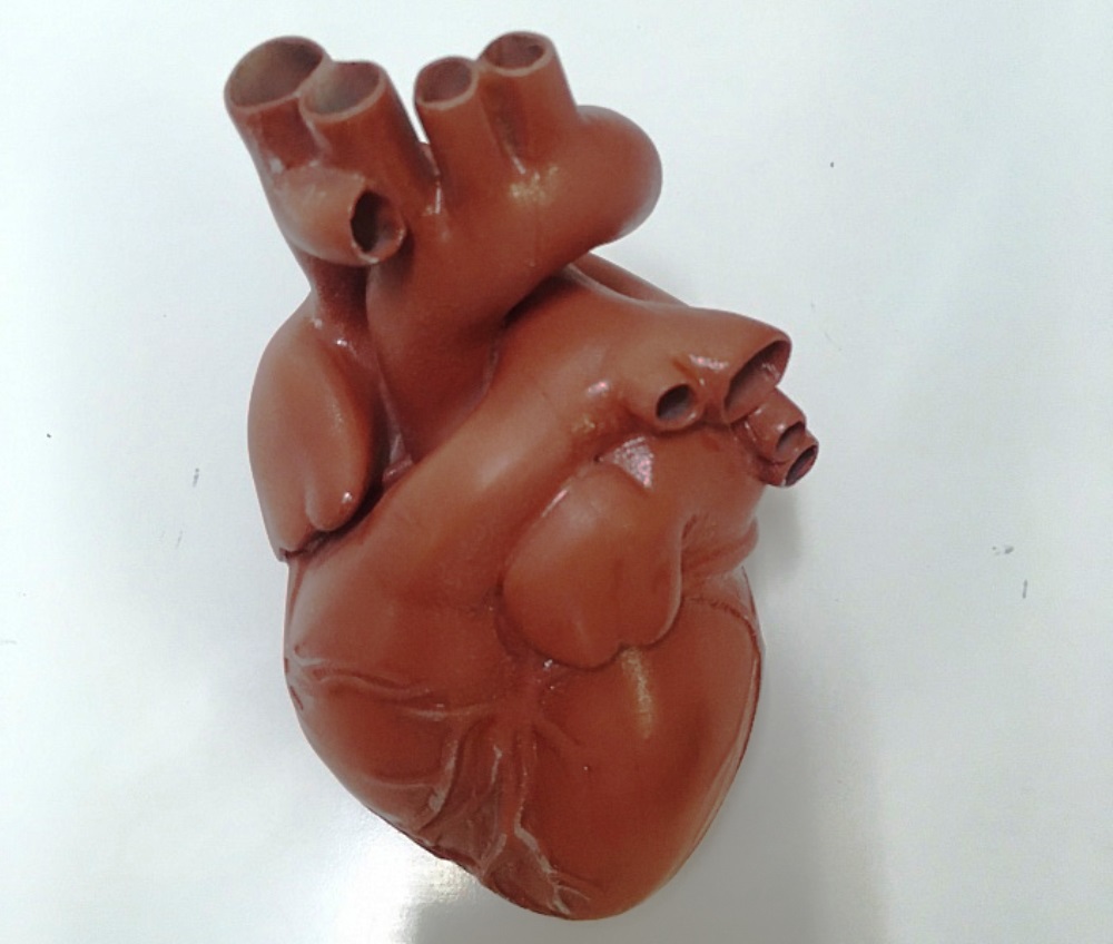 Анатомическая модель сердца человека на страницах авторитетного тематического издания