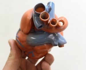 Модель сердца человека напечатали на 3д-принтере (фото)