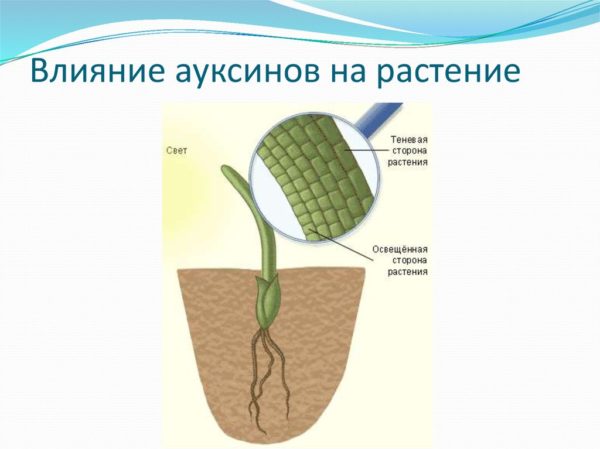 Фототропизм у растений проект