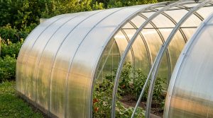 Узнайте, как правильно выбрать теплицу из поликарбоната для: форма каркаса, толщина листа, шаг дуг. Полезные советы помогут избежать ошибок.