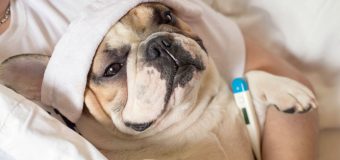 Мониторинг артериального давления у кошек и собак: кому и как часто нужно измерение